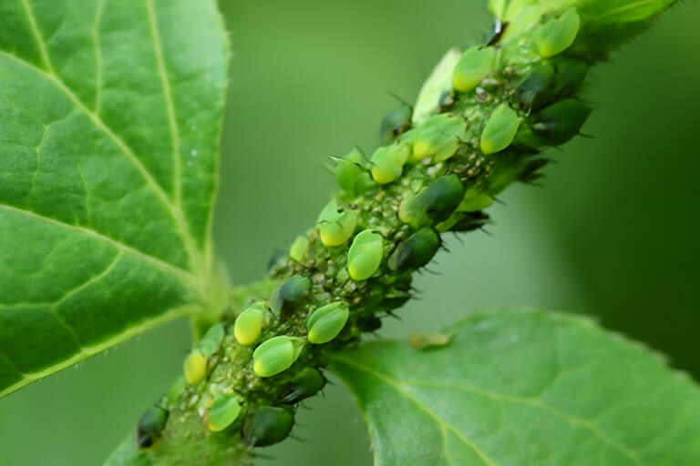 The 8 Best Fly Killers of 2025: Traps, Sprays and Smart Solutions