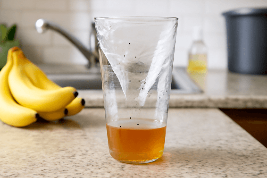 DIY fly trap indoor for kitchen