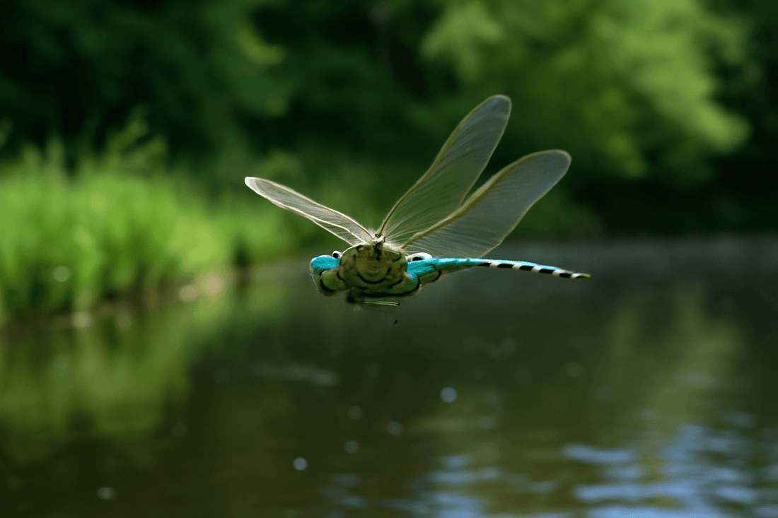 dragonfly