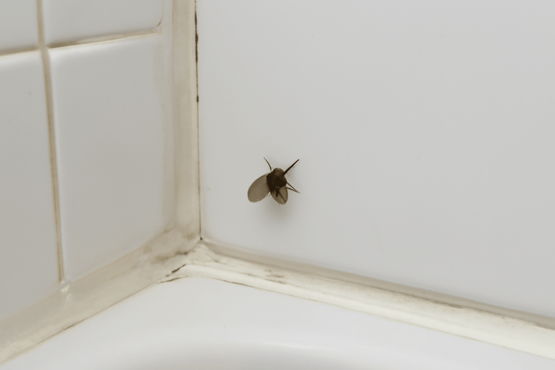  Drain Fly on the wall