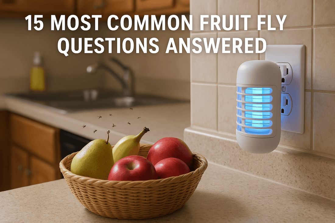 Top 15 Questions Answered with Fly Trap Solutions