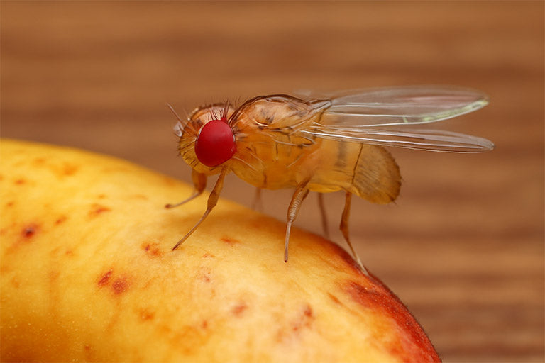 Fruit Fly