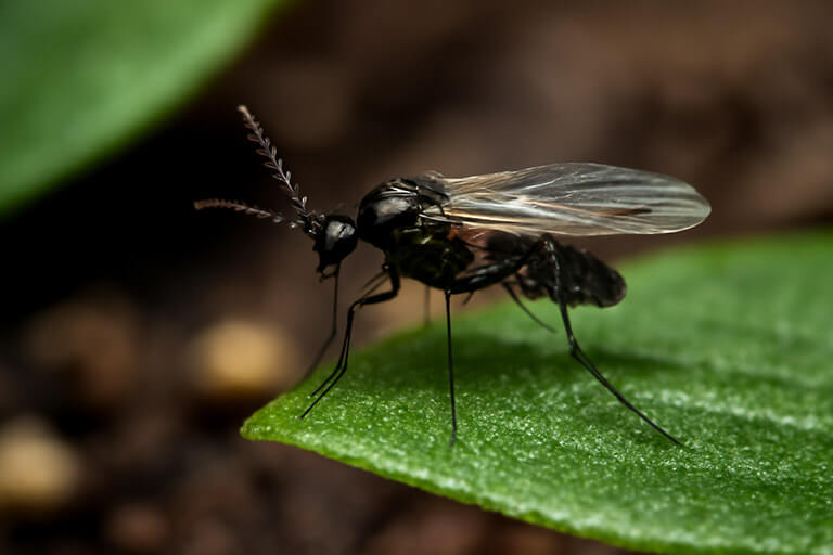 6 Best Electric Flying Insect Traps of 2025