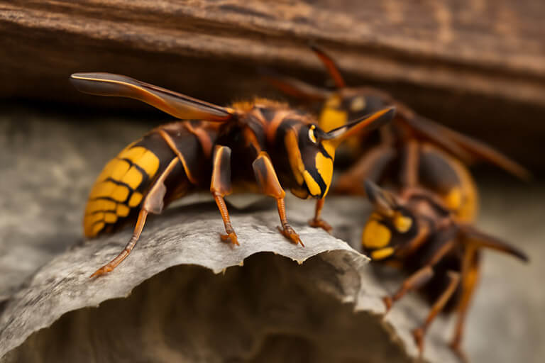 yellow jackets