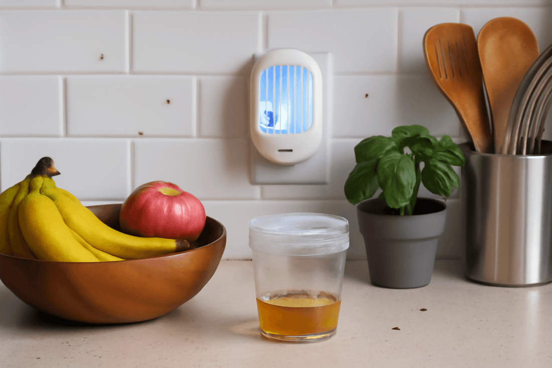 Indoor Flying Insect Trap