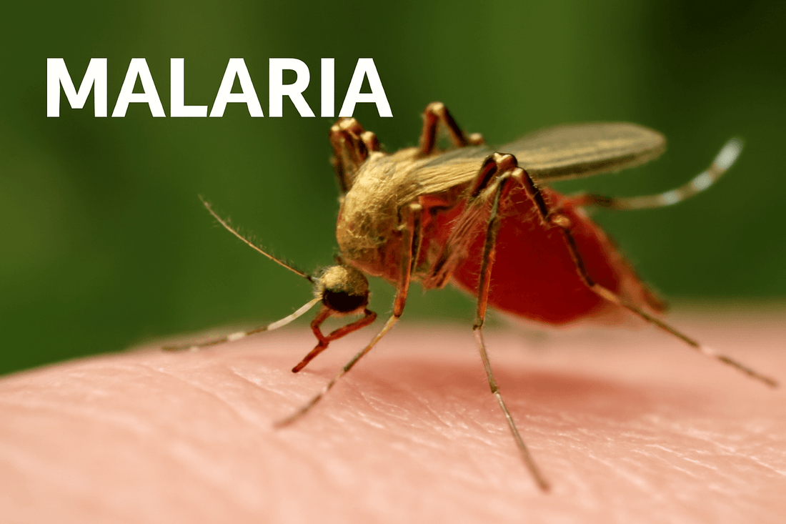 Mosquito Diseases