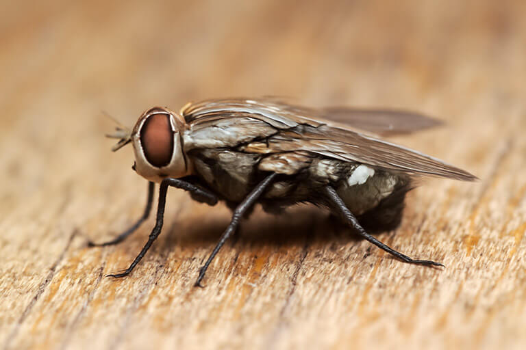 Sticky Fly Trap: How to Choose the Right Trap for Your Home