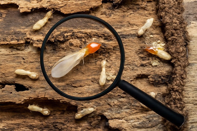 20 Summer Insects: How to Control Them Like a Pro