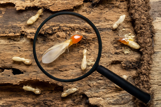 20 Summer Insects: How to Control Them Like a Pro