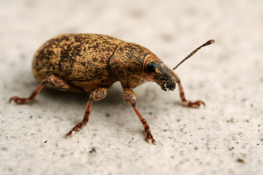 Top 20 Household Brown Bugs: Identify and Control Solutions
