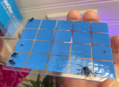 Wowcatch JT01 Indoor Flying Insect Trap