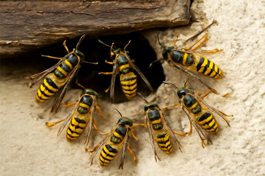 30 Common Household Pests and Tips for Control Them