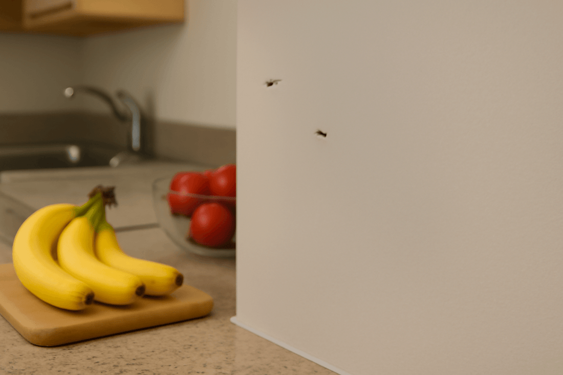 flies fly around the fruits in the kitchen