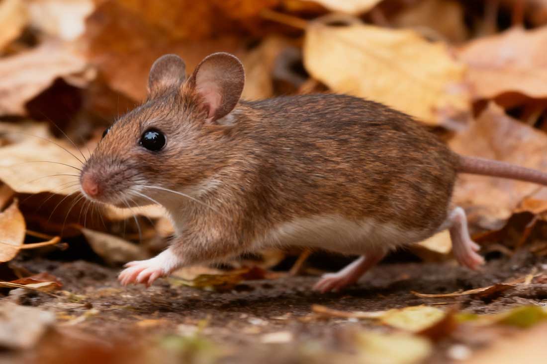 How Adaptable Are Mice? (And How to Outsmart Them at Home)