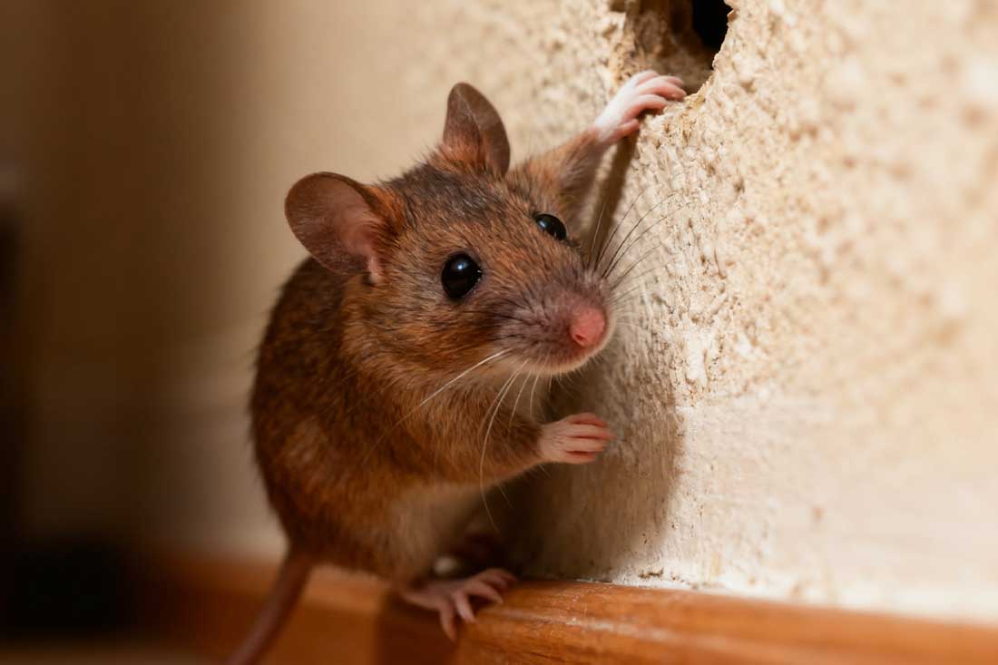 How Good Are Mice at Climbing?