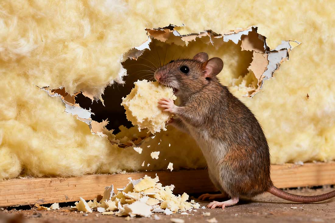How Mice and Rats Damage Your Home Insulation