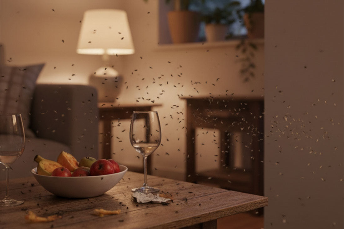 How to Get Rid of Fruit Mosquitoes and Flying Insects — The Smarter Way with WOWCATCH