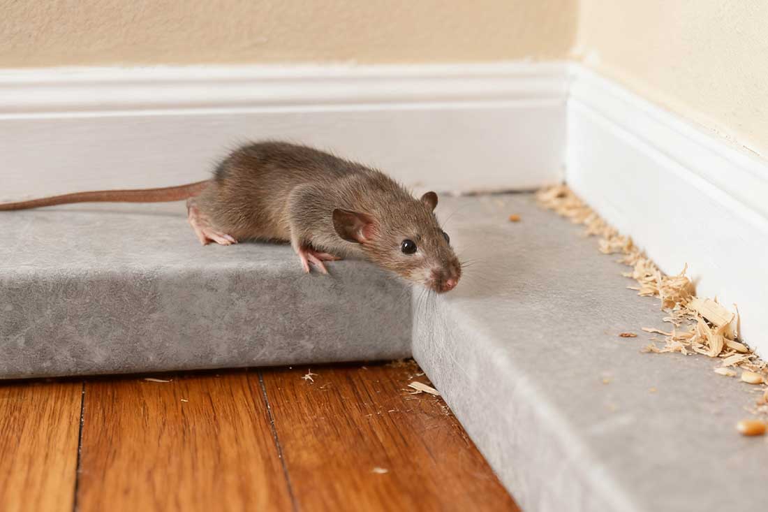 How to Humanely Free a Mouse from a Glue Trap (and Prevent a Repeat)