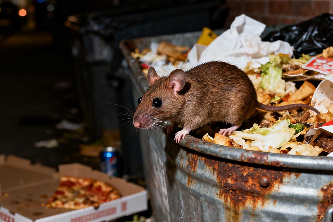 How to Keep Mice Out of Garbage Cans – wowcatch2025