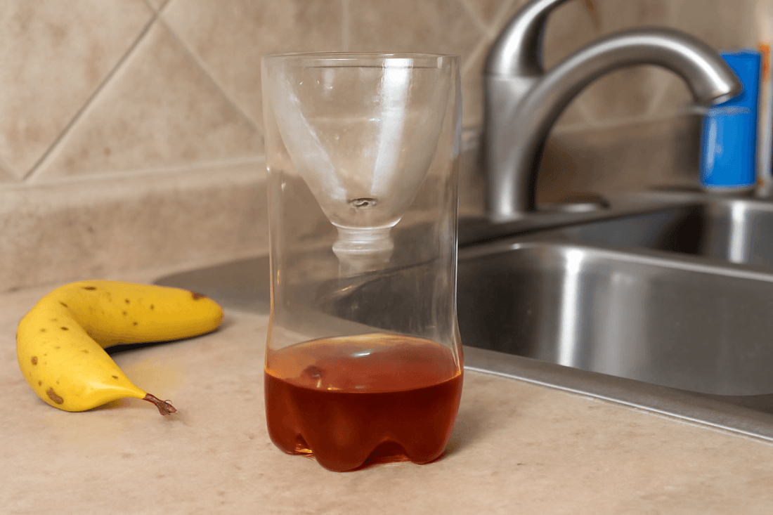 plastic bottle home made fly trap